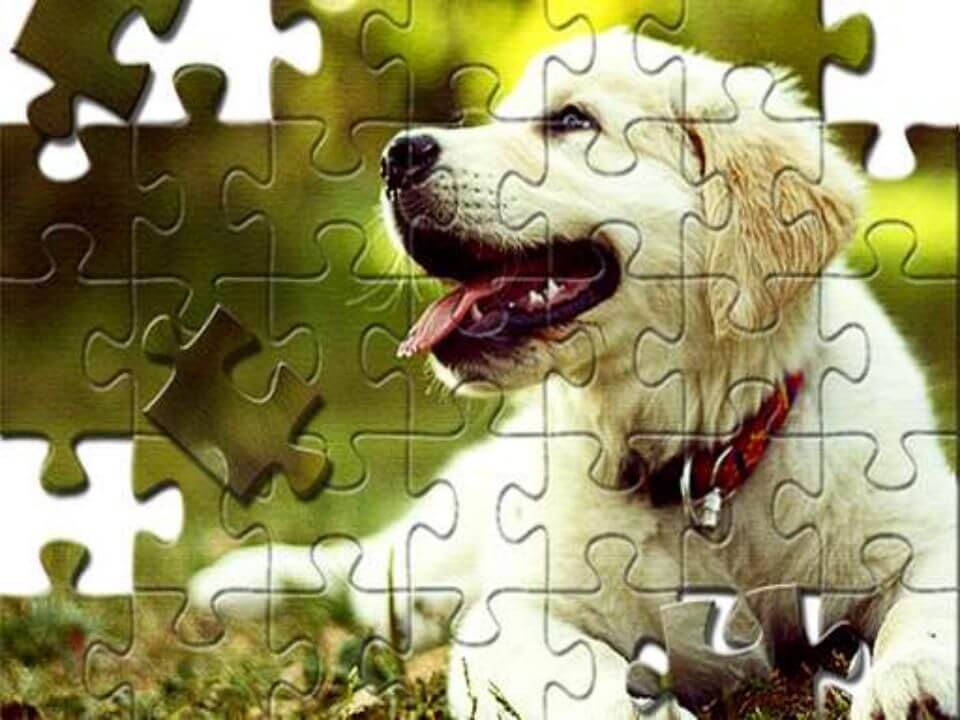 Cozy Pets Charm: Sweet JigSaw Delights